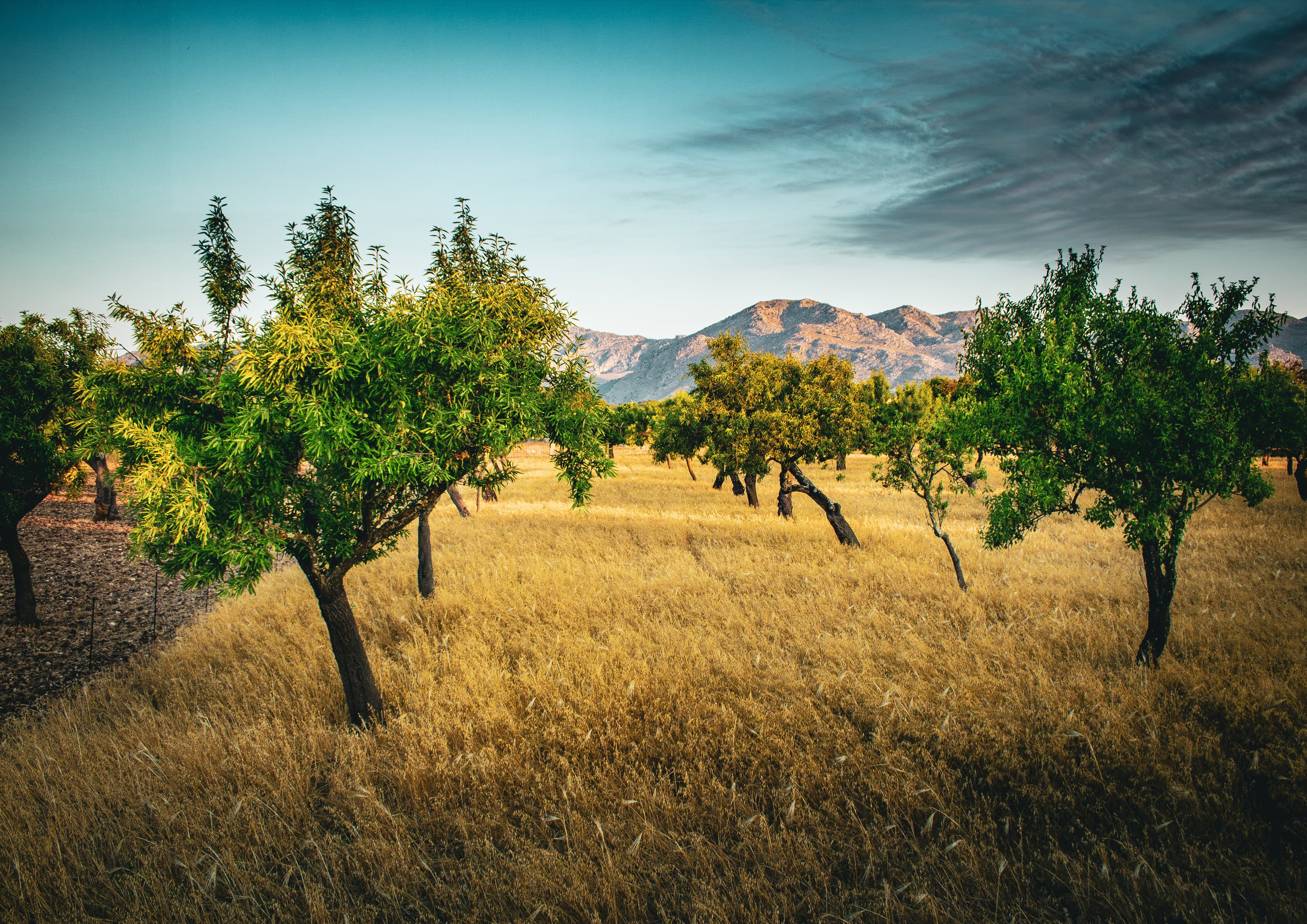 An orchard before the mountains in the golden light of a Majorcan summer
